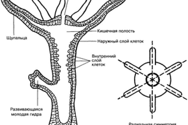 Ссылка на кракен тг