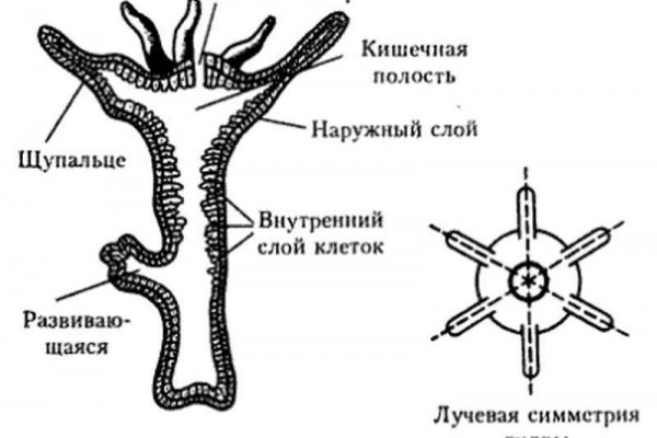 Kraken official